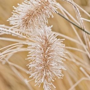 Meet your Posher, Alderson